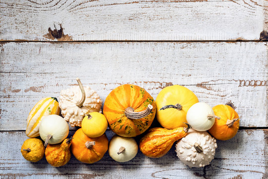 Happy Thanksgiving Background. Selection of various pumpkins on white wooden background. Autumn vegetables and seasonal decorations concept. Autumn Harvest and Holiday.