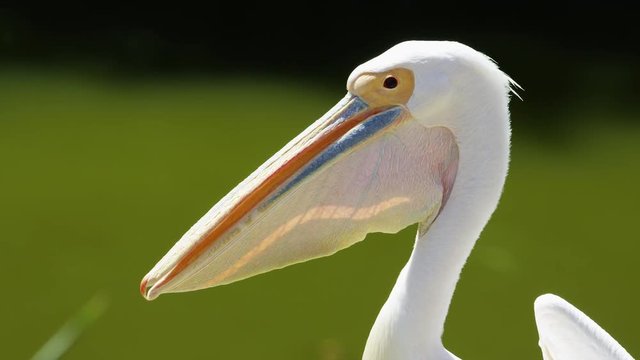 Portrait of a white pelican in slow motion