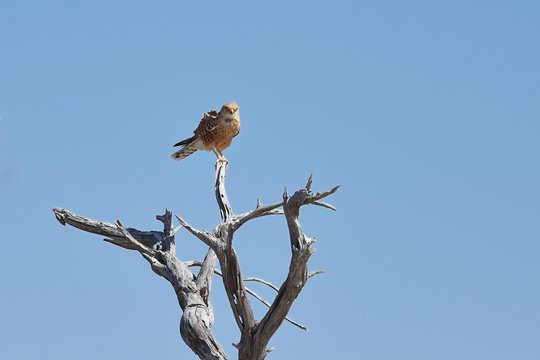 Steppenfalke (falco rupicoloides) im Etosha Nationalpark (Namibia)
