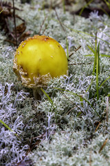 Yellow Mushroom 2