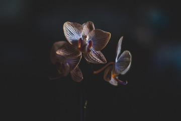 Orchidea