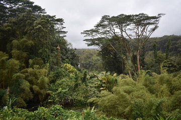 Akaka  Waterfalls Big Island Hawaii USA