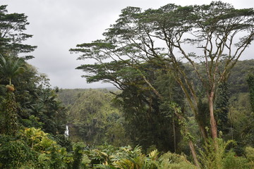 Akaka  Waterfalls Big Island Hawaii USA