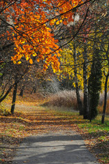 Fototapeta premium Beautiful romantic alley in autumn park with colorful trees