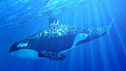 3d rendered illustration of an orca © Sebastian Kaulitzki