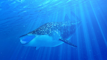 3d rendered illustration of a whale shark