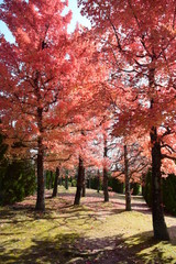 Fototapeta premium 秋の風情、紅葉や黄葉