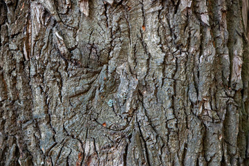 Tree bark, tree trunk, old tree