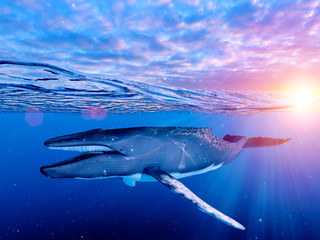 3d rendered illustration of a humpback whale © Sebastian Kaulitzki