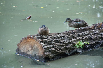 dwie kaczki na balu drewna i butelka w wodzie © Jarek Witkowski
