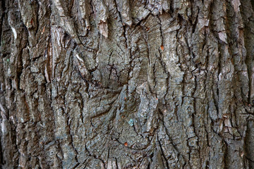 Tree bark, tree trunk, old tree