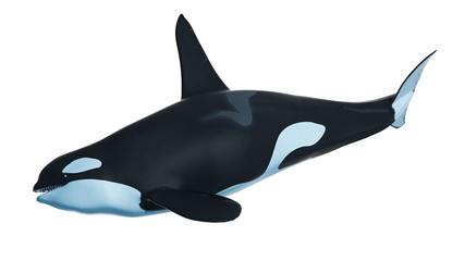 3d rendered illustration of an orca © Sebastian Kaulitzki