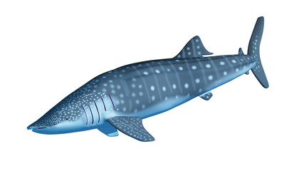 3d rendered illustration of a whale shark