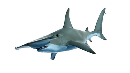 3d rendered illustration of a hammerhead shark - obrazy, fototapety, plakaty