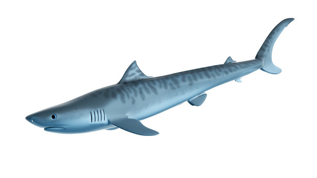 3d rendered illustration of a tiger shark