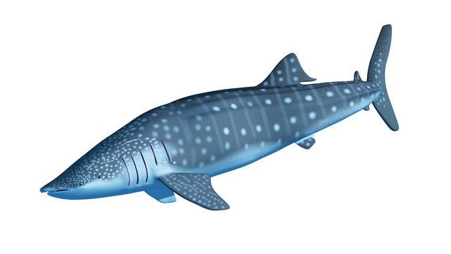 3d rendered illustration of a whale shark