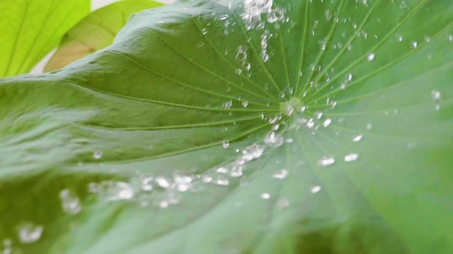 Water Drops On The Lotus Leaf.