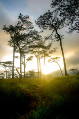 Morning light at Phu Soi Dao, in Uttaradit,Thailand.