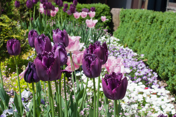 Tulipanes purpuras en exterior 