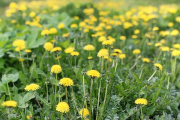 Obraz premium Beautiful girl in a park with children