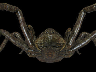 3d rendered illustration of a giant spider