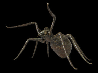 3d rendered illustration of a giant spider