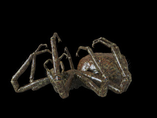 3d rendered illustration of a giant spider