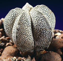 Cactus. Astrophytum myriostigma onzuca. A unique studio photographing with a beautiful  imitation of natural conditions on a dark blue background.