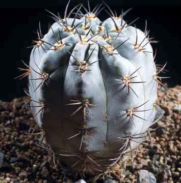 Cactus. Acanthocalycium glaucum. A unique studio photographing with a beautiful  imitation of natural conditions on a black background.