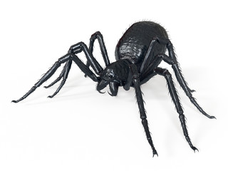 3d rendered illustration of a giant spider