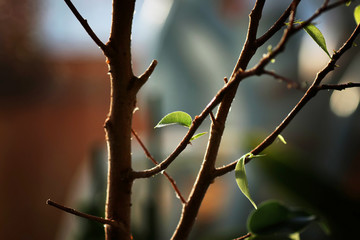 small leaf on a branch
