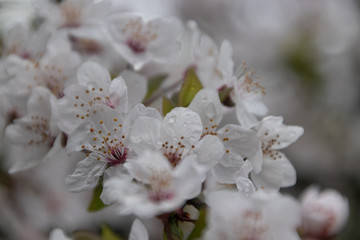 Cherry Blossom in Bloom With Morning Dew