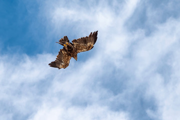 falcon in flight