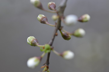 isolated hawthorn buds in forest macro 