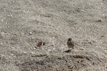 Sparrows on a beach, sand background 