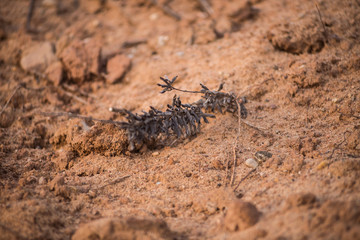 environmental disaster: the remains of the dry vegetation in the dry waterless sandy soil with stones and clay