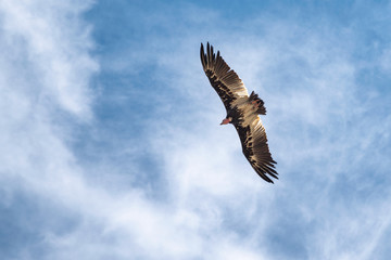 vulture in flight