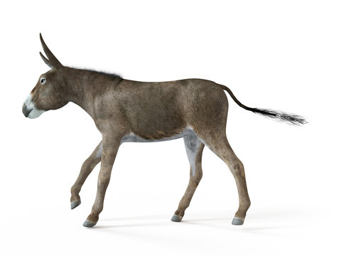 3d rendered illustration of a donkey