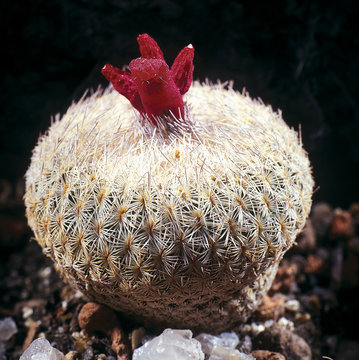Cactus. Epithelantha micromeris v. neomexicana with fruit. A unique studio photographing with a beautiful  imitation of natural conditions on a black background.