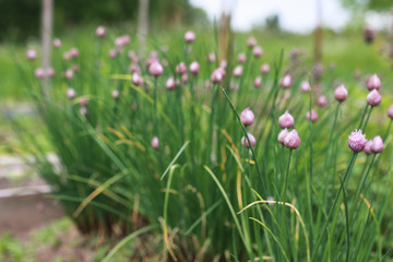 farm in nature outdoor