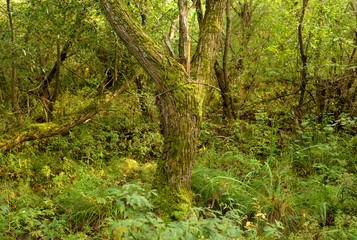 Deciduous forest at summer.