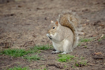 Eating squirrel