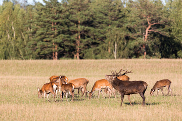 Naklejka na ściany i meble Red deer group with belling deer stag in autumn. Autumn landscape with herd of deer. Cervus Elaphus. Natural habitat.