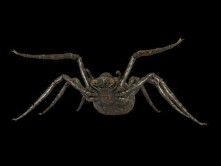 3d rendered illustration of a giant spider