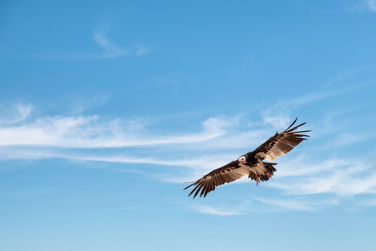 Vulture In Flight