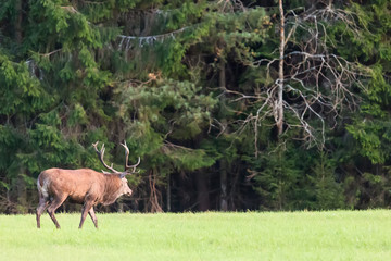 Red deer stag with big horns against green forest. Cervus Elaphus. Natural habitat.
