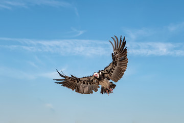 Plakat vulture in flight