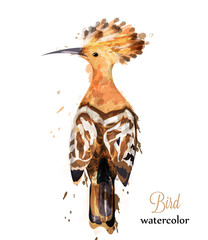 Hoopoe bird watercolor Vector. Colorful painted style illustrations © castecodesign