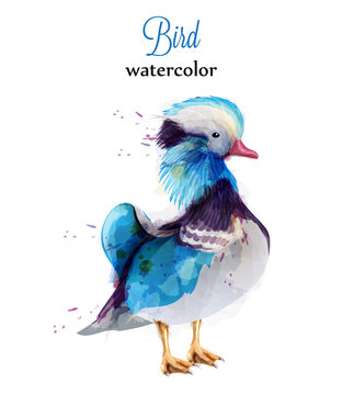 Mandarine duck watercolor Vector. Colorful painted style illustrations