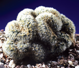 Cactus. Mammillaria carmenae cristata. A unique studio photographing with a beautiful  imitation of...